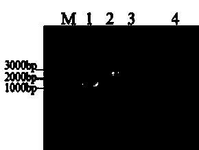 Duck Tembusu virus detection kit