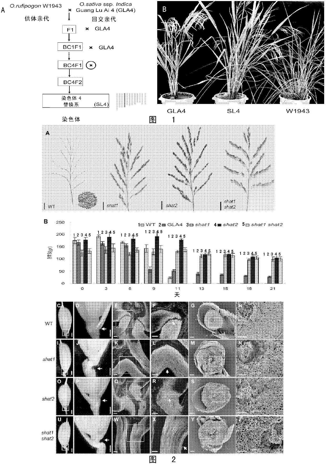 Plant seed separation layer area developmental regulation gene and application thereof