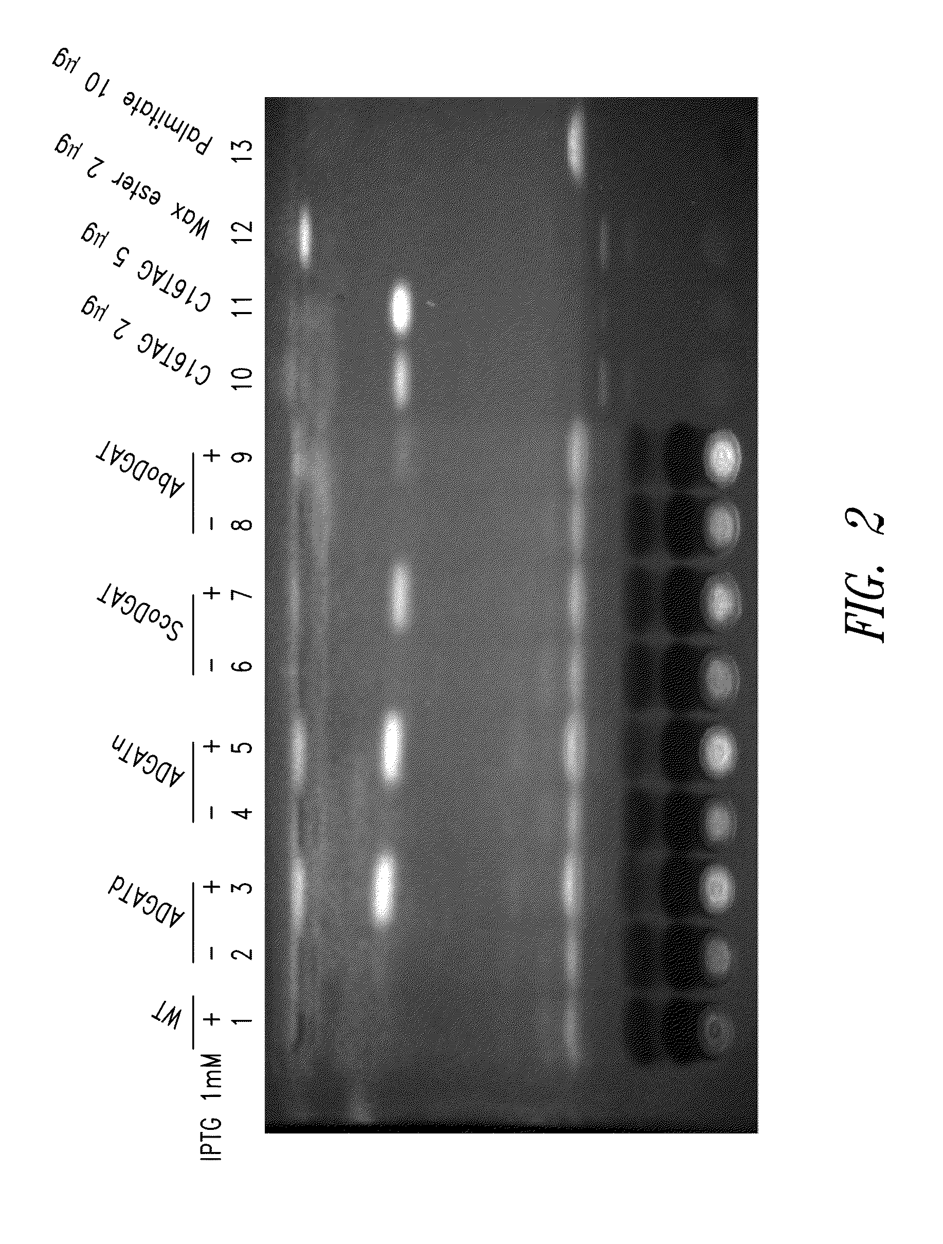 Modified photosynthetic microorganisms for producing triglycerides