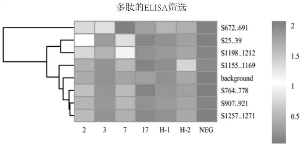 Novel coronavirus specific antigen peptide and application thereof