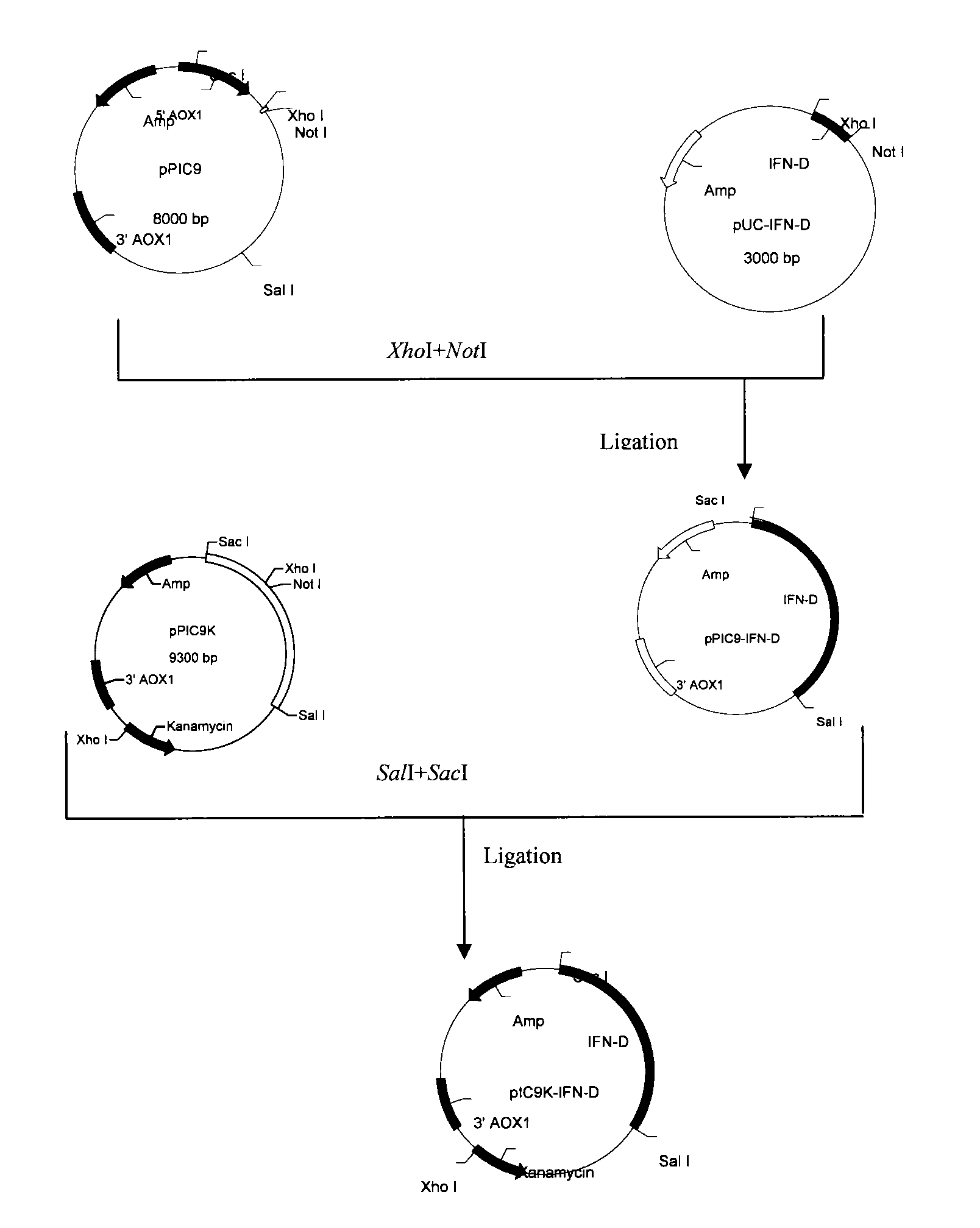 Human interferon alpha derivatives and preparation and use of pegylated products thereof