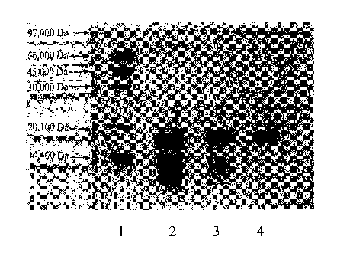 Human interferon alpha derivatives and preparation and use of pegylated products thereof