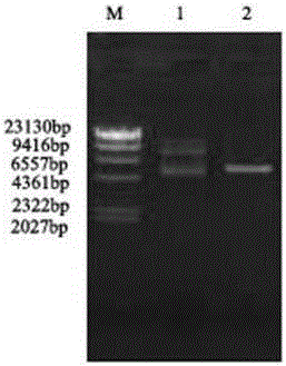 Latcripin-9 gene segment of shiitake mushroom C91-3 strain, coding protein, preparation method and application