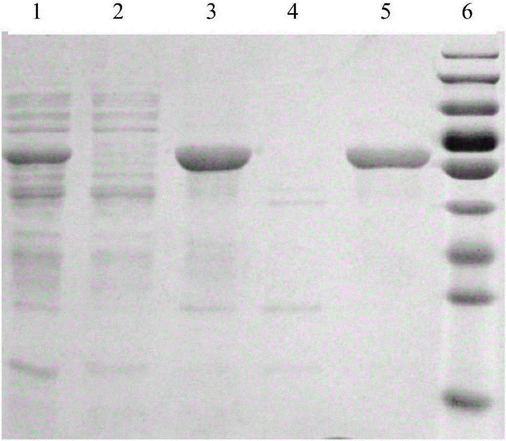 Fusion protein IFN-ELP and application thereof