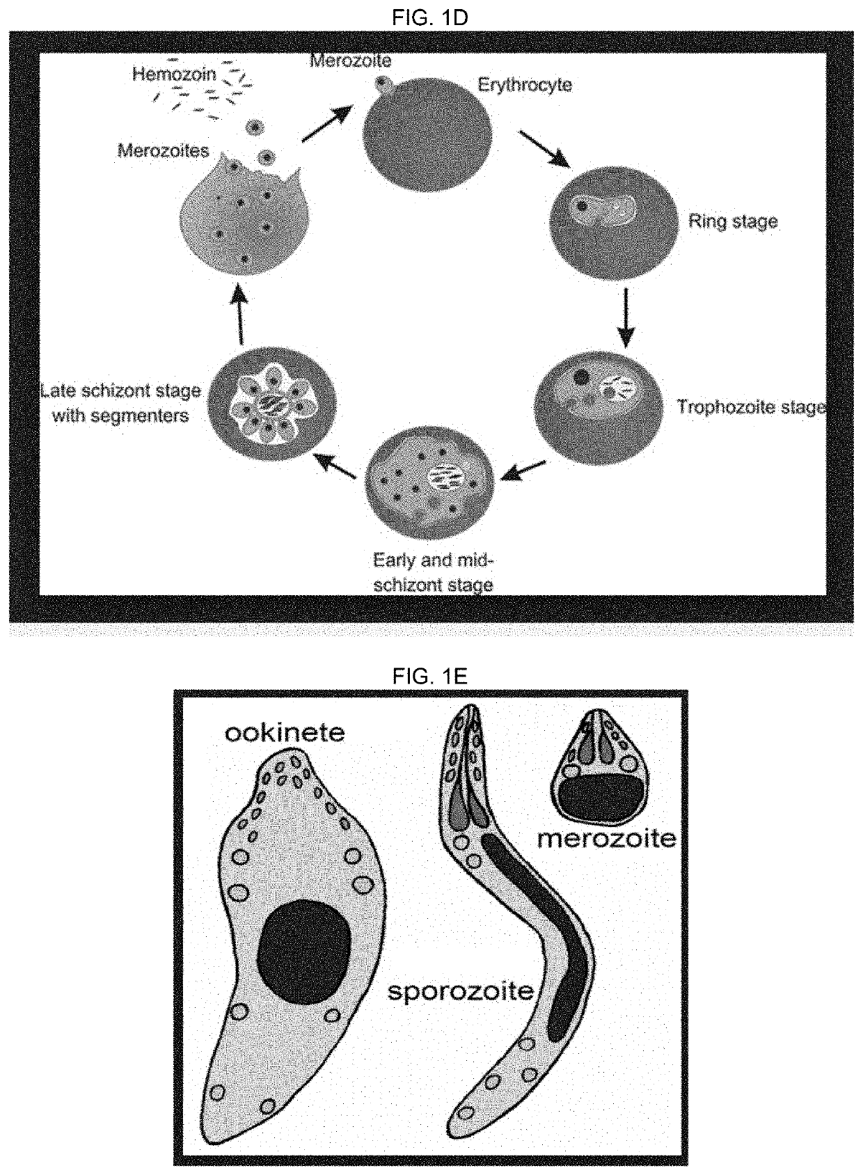 Methods and compound for the treatment of malaria