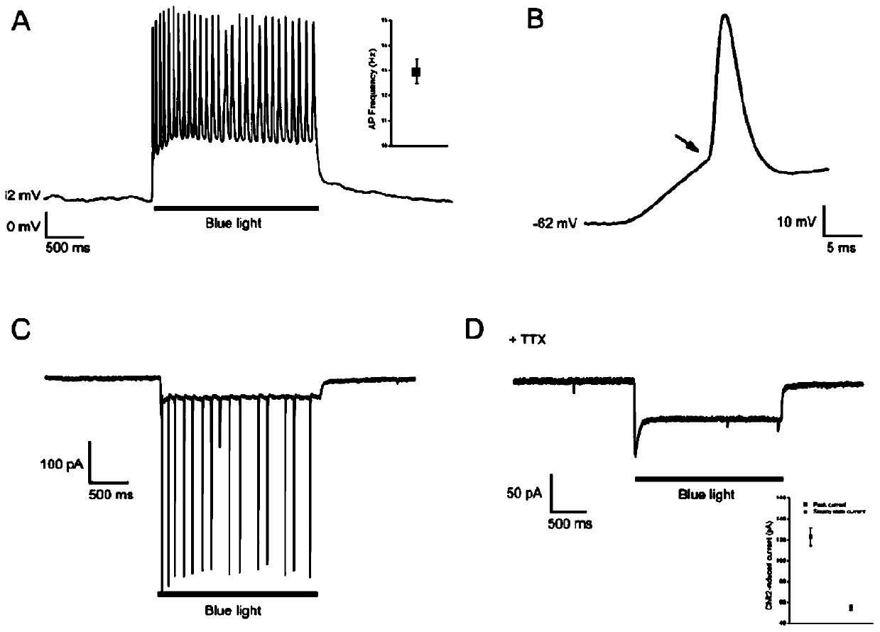 Method for constructing brain-like tissues by using umbilical cord mesenchymal stem cells