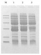 A kind of recombinant nuclease and preparation method thereof