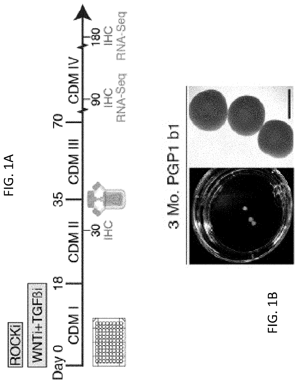 Reproducible brain organoids and methods of making