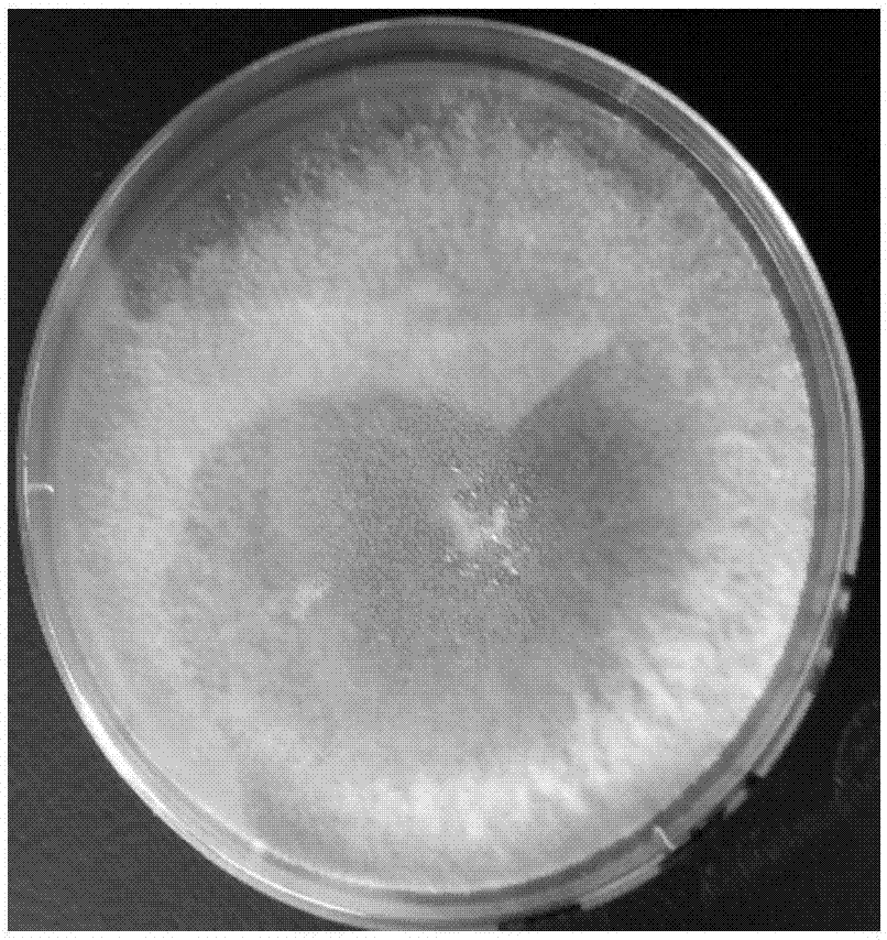 A strain of Streptomyces albidoflavus Z9, and applications of Streptomyces albidoflavus Z9 in prevention and control of sunflower sclerotium blight