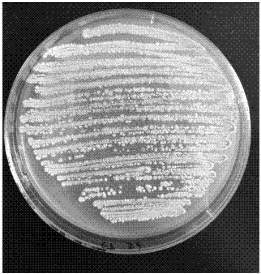 A strain of Streptomyces albidoflavus Z9, and applications of Streptomyces albidoflavus Z9 in prevention and control of sunflower sclerotium blight