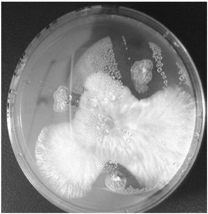A strain of Streptomyces albidoflavus Z9, and applications of Streptomyces albidoflavus Z9 in prevention and control of sunflower sclerotium blight