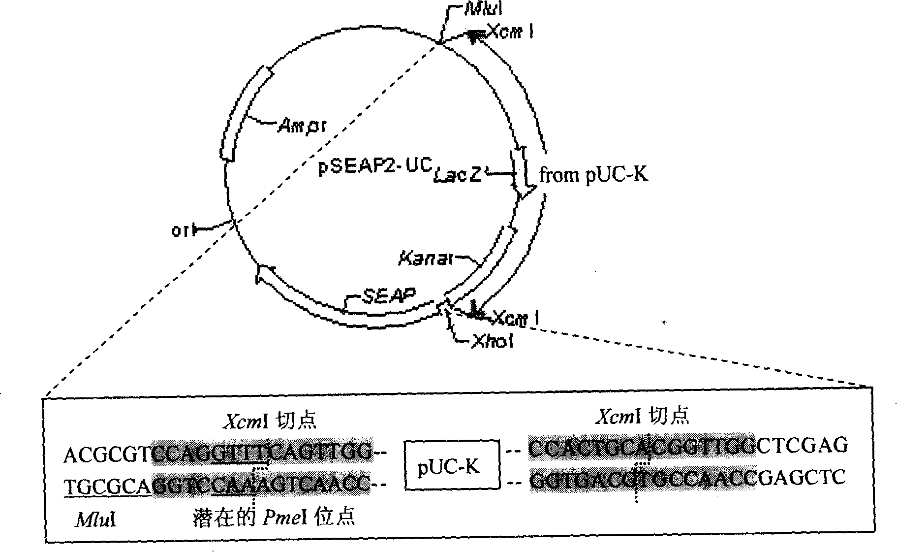 T-carrier capable of directionally cloning promoter and studying its activity as well as constructing method thereof