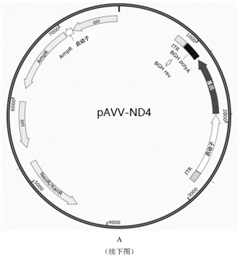 ND4 gene recombinant adenovirus associated virus vector and preparation method and application thereof