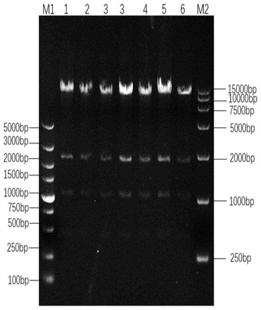 Gene VII type newcastle disease marker vaccine strain as well as preparation method and application thereof