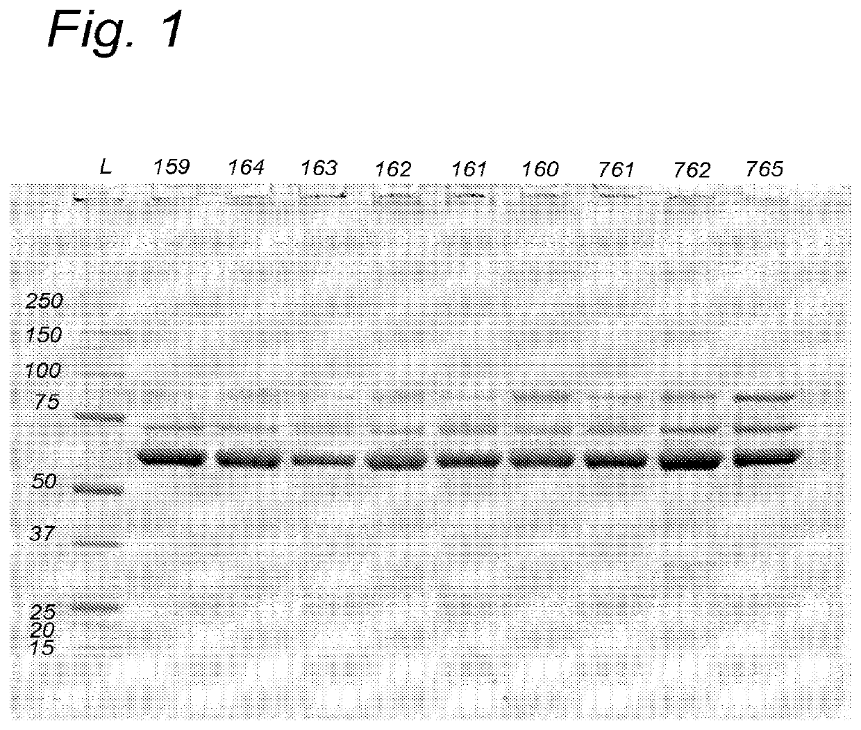 Further improved aav vectors produced in insect cells