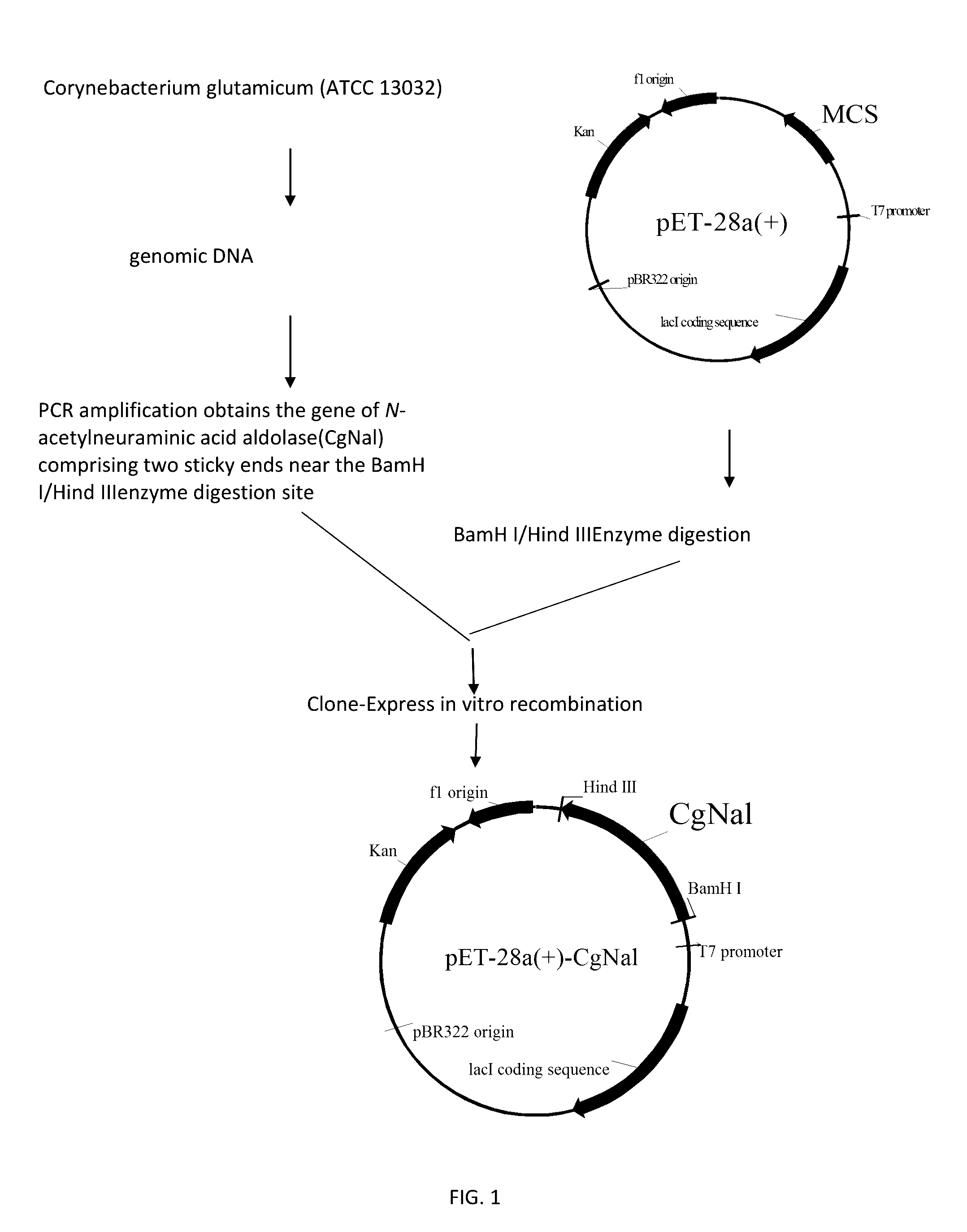 Use of <i>N</i>-acetylneuraminic acid aldolase in catalytic synthesis of <i>N</i>-acetylneuraminic acid