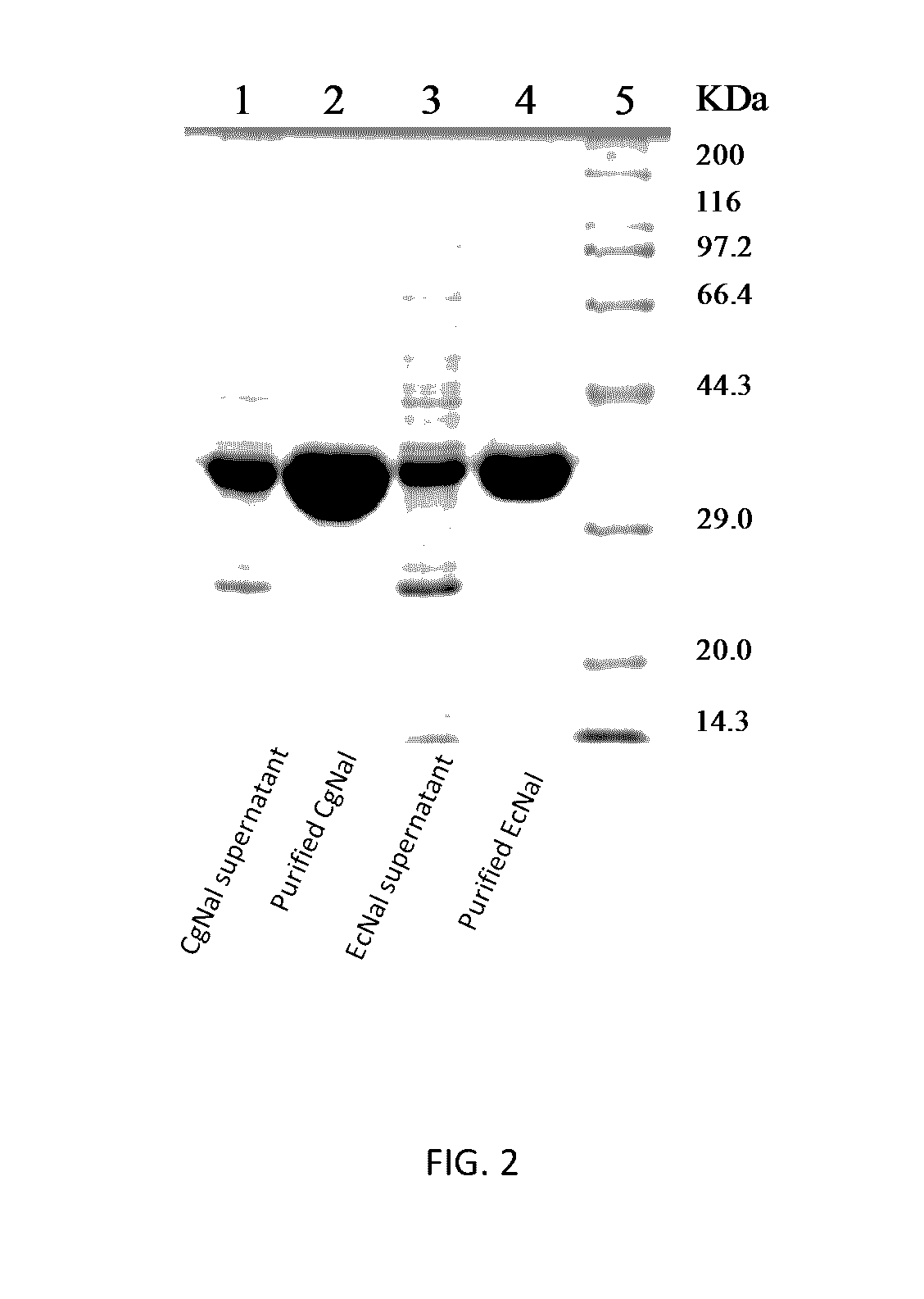 Use of <i>N</i>-acetylneuraminic acid aldolase in catalytic synthesis of <i>N</i>-acetylneuraminic acid