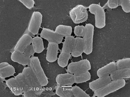 A kind of microbial liquid fertilizer containing bacillus and its preparation method and application