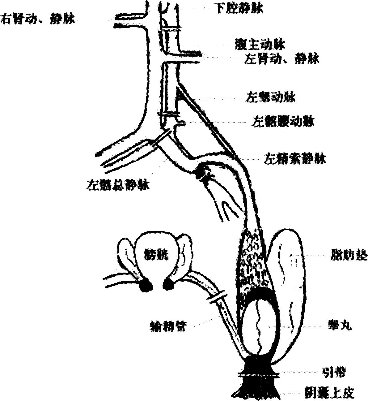 Method for creating model of transplanting testis of rat