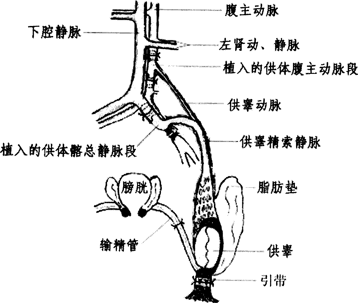 Method for creating model of transplanting testis of rat