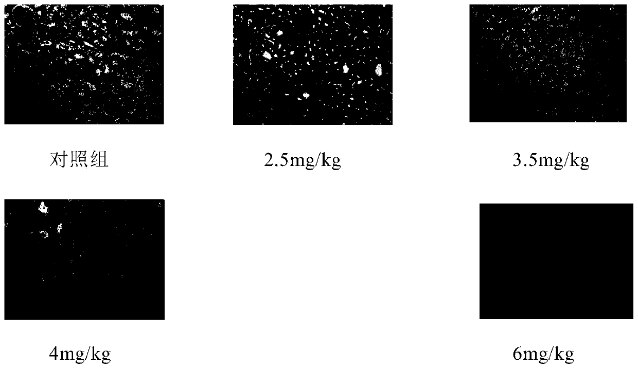 Method for constructing acute kidney injury (AKI) model of miniature pigs