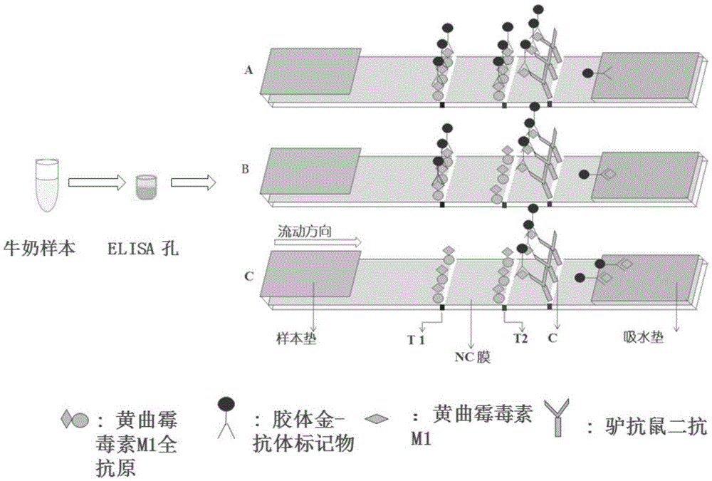 Immunochromatographic colloidal gold test strip for detecting aflatoxin M1