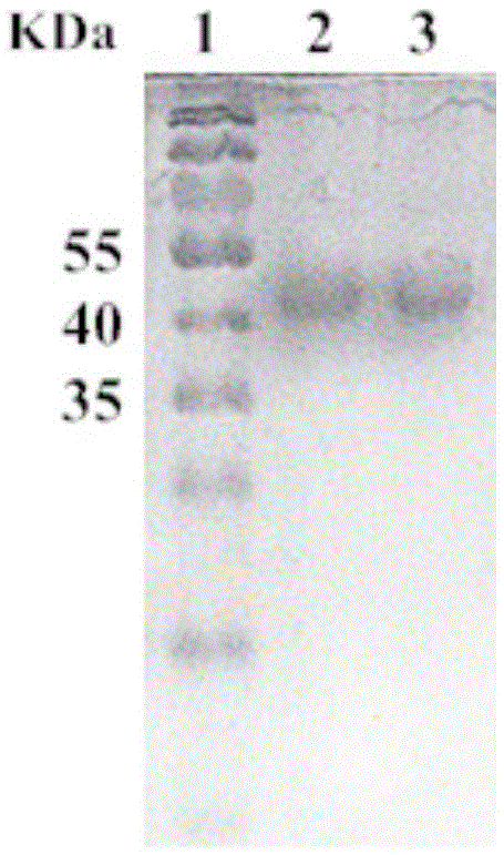 Beta-mannase for decoloration and application of beta-mannase