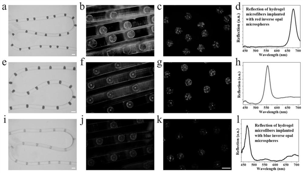 Discrete structure color microsphere implanted fiber inspired by jellyfish whisker as well as preparation method and application of discrete structure color microsphere implanted fiber