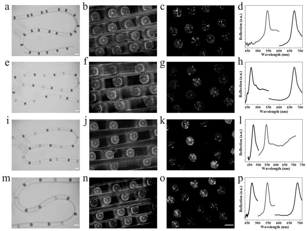 Discrete structure color microsphere implanted fiber inspired by jellyfish whisker as well as preparation method and application of discrete structure color microsphere implanted fiber