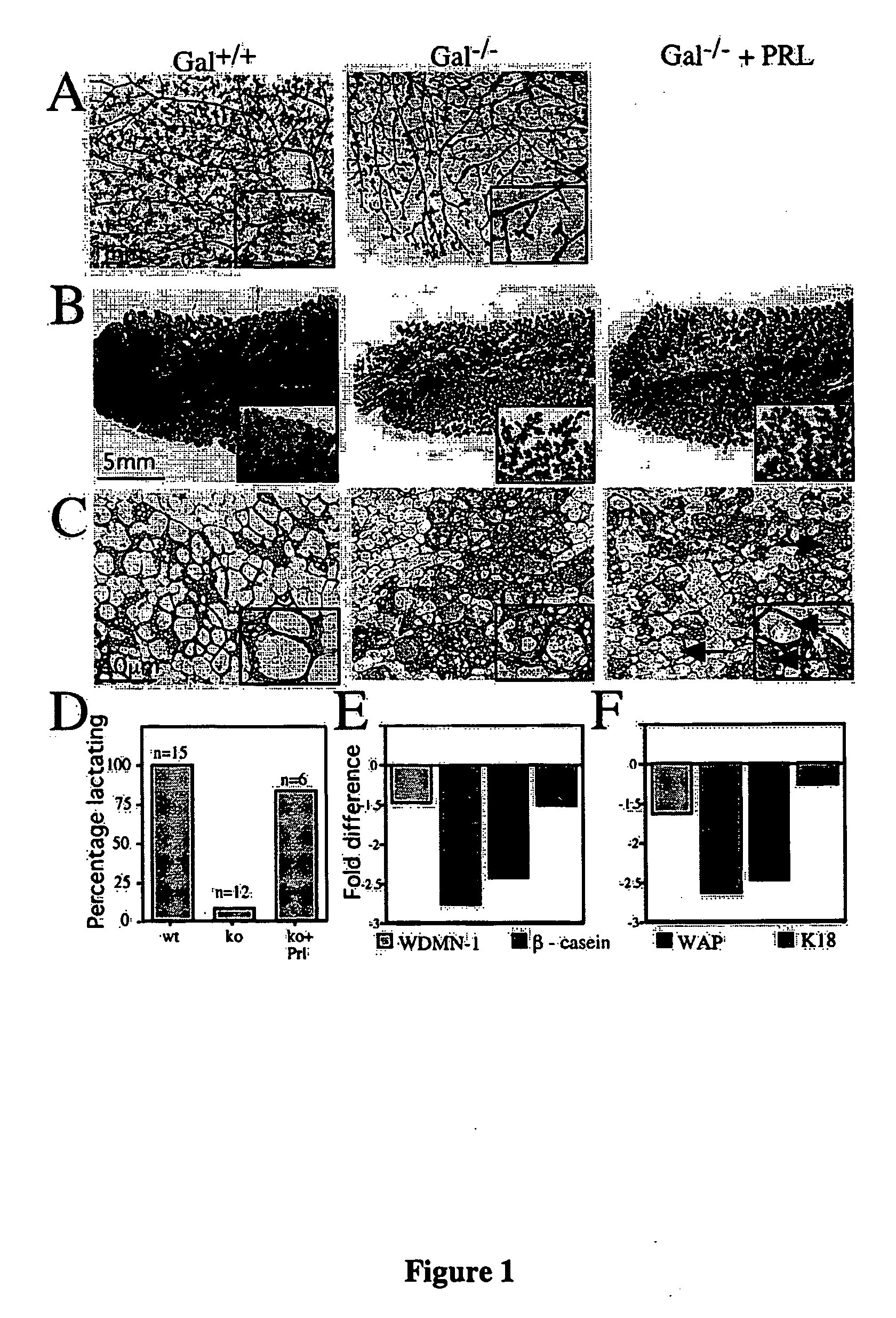 Method for Inducing Mammary Epithelial Cell Differentiation
