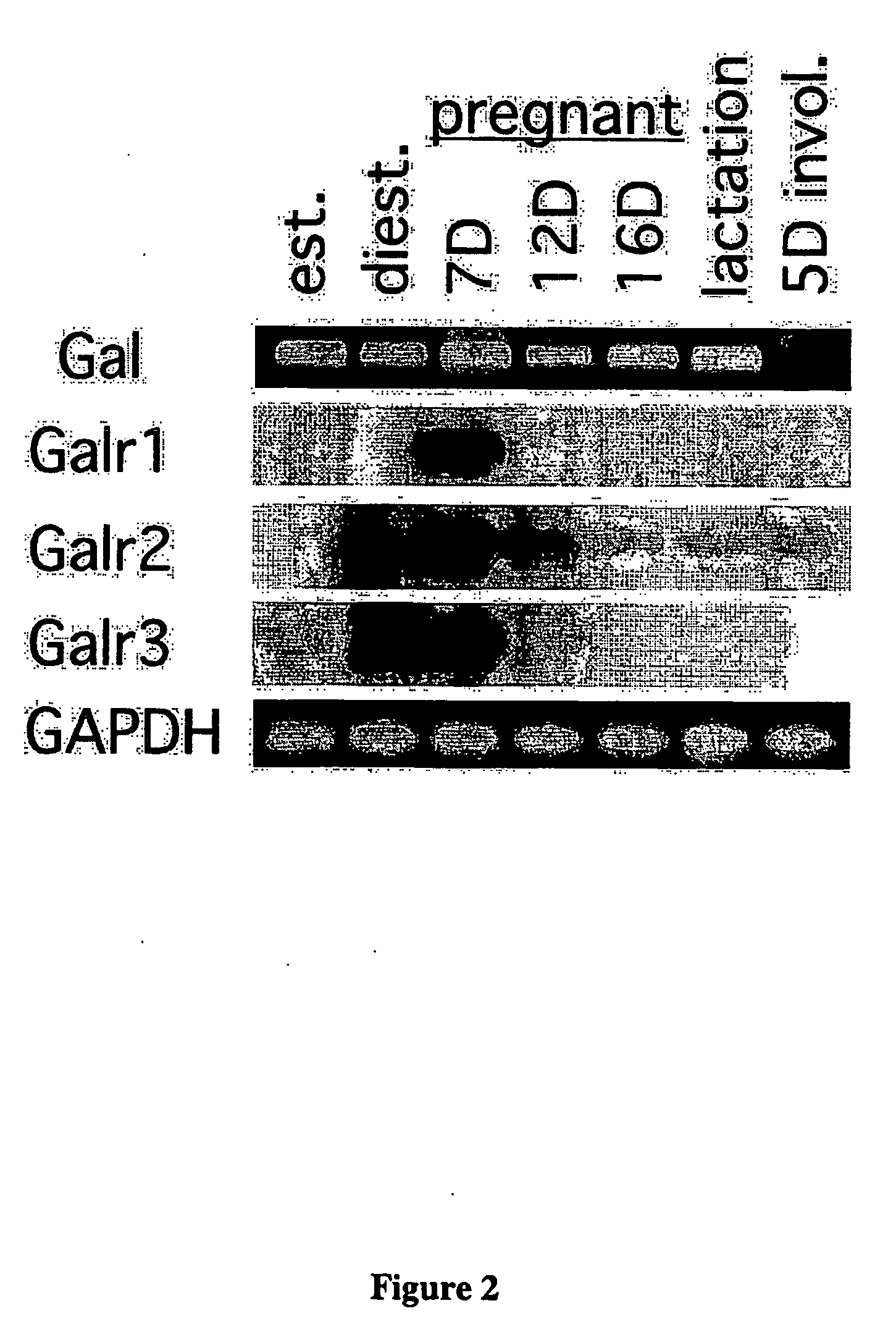 Method for Inducing Mammary Epithelial Cell Differentiation