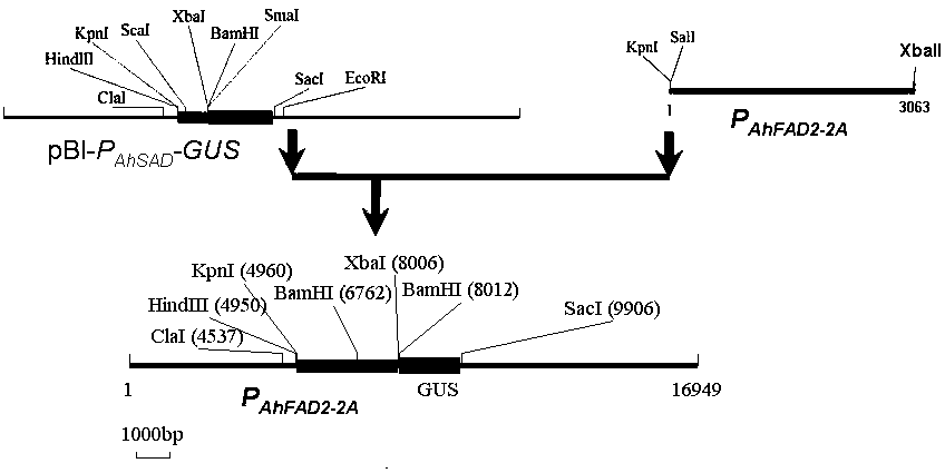 Peanut delta  <sup>12</sup> Promoter of fatty acid dehydrogenase ahfad2‑2a gene and its application