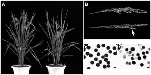 Application of DCM1 Protein and Its Coding Gene in Regulating Plant Male Fertility