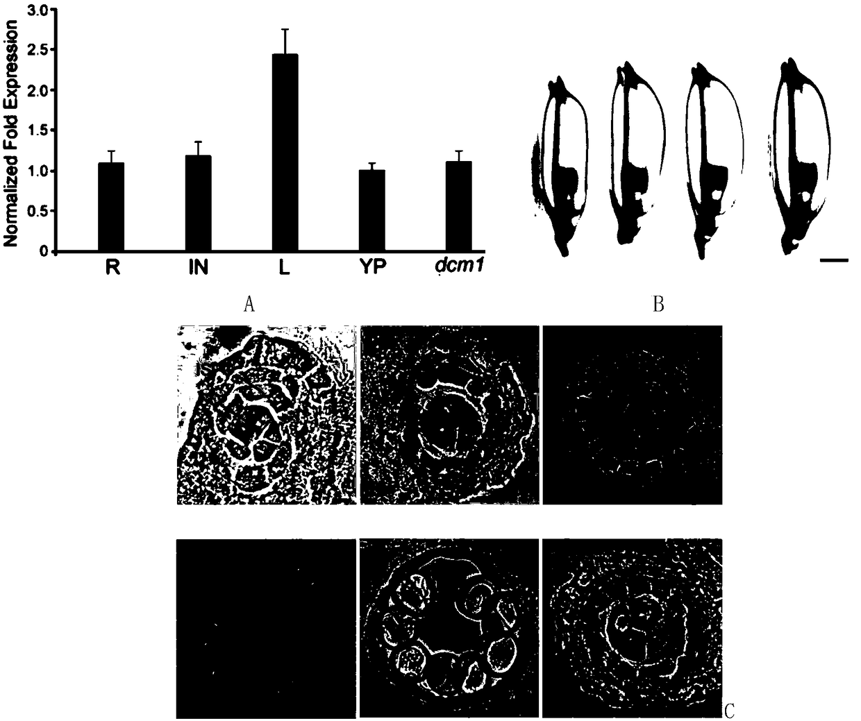 Application of DCM1 Protein and Its Coding Gene in Regulating Plant Male Fertility