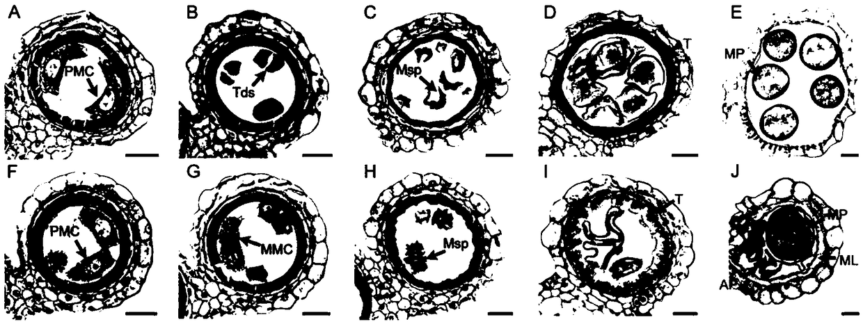 Application of DCM1 Protein and Its Coding Gene in Regulating Plant Male Fertility