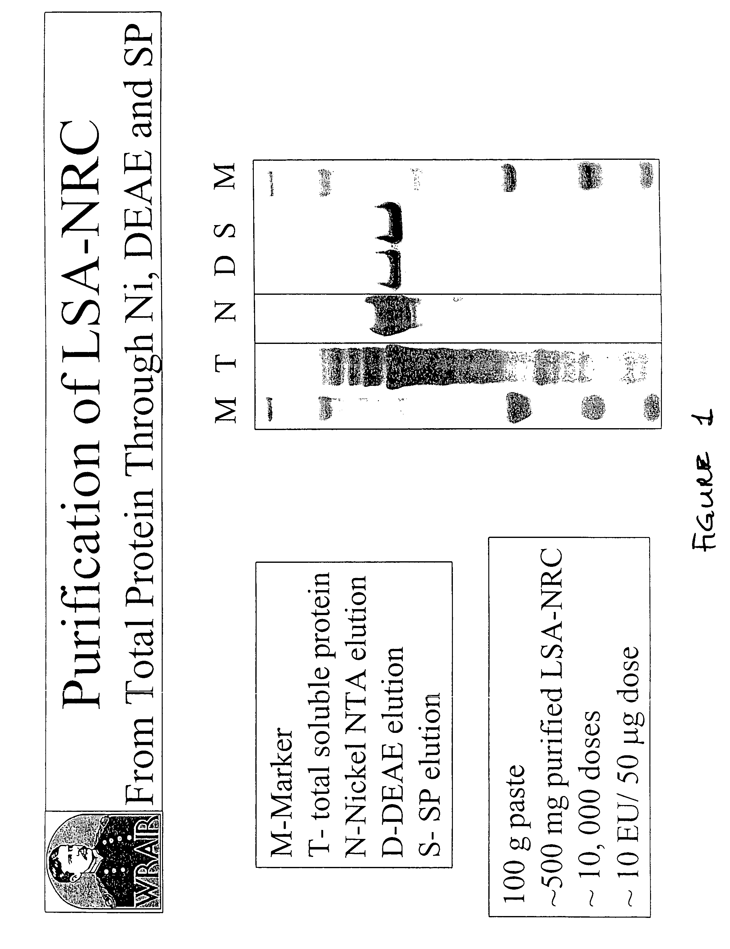 Expression, purification and uses of a Plasmodium falciparum liver stage antigen 1 polypeptide