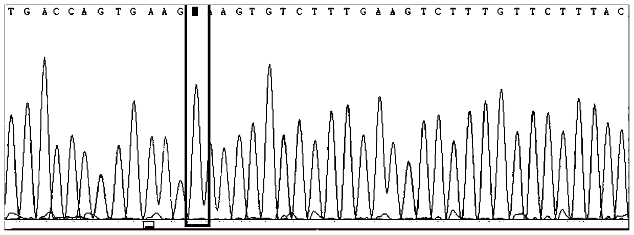 Method for detecting folic acid metabolism related gene mutation through combination of overlap extension PCR and Sanger sequencing