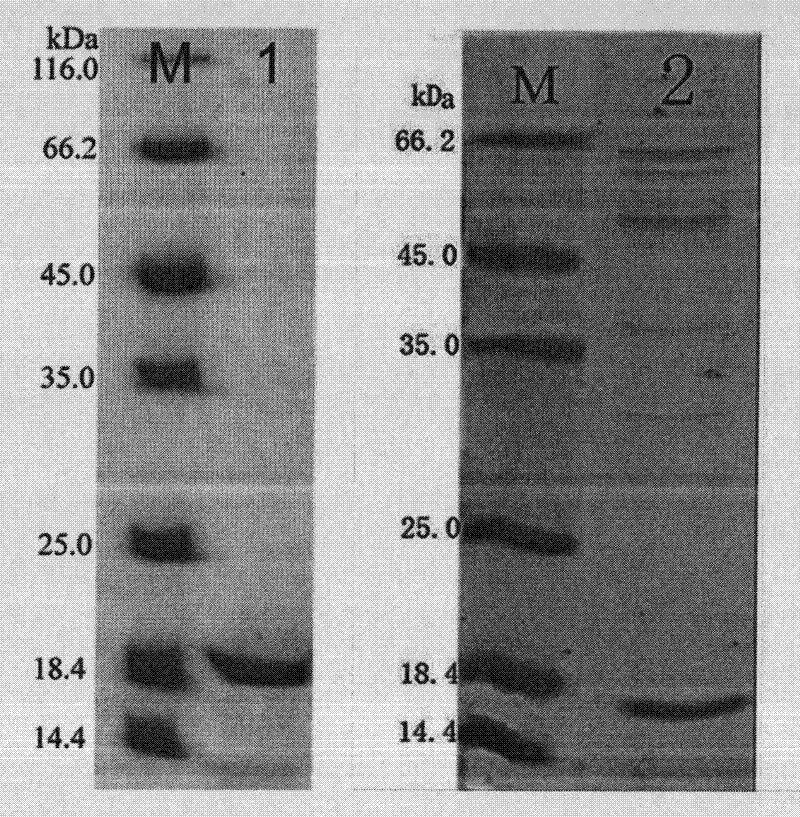 Deep sea elastase gene as well as preparation method and application thereof