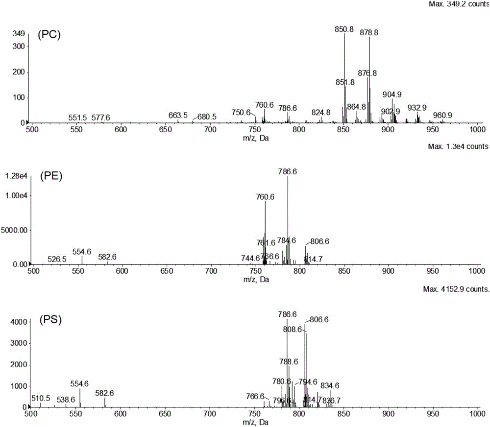 Hydrophilic interaction chromatography-tandem mass spectrometry detection method of phospholipids in Metapenaeus ensis