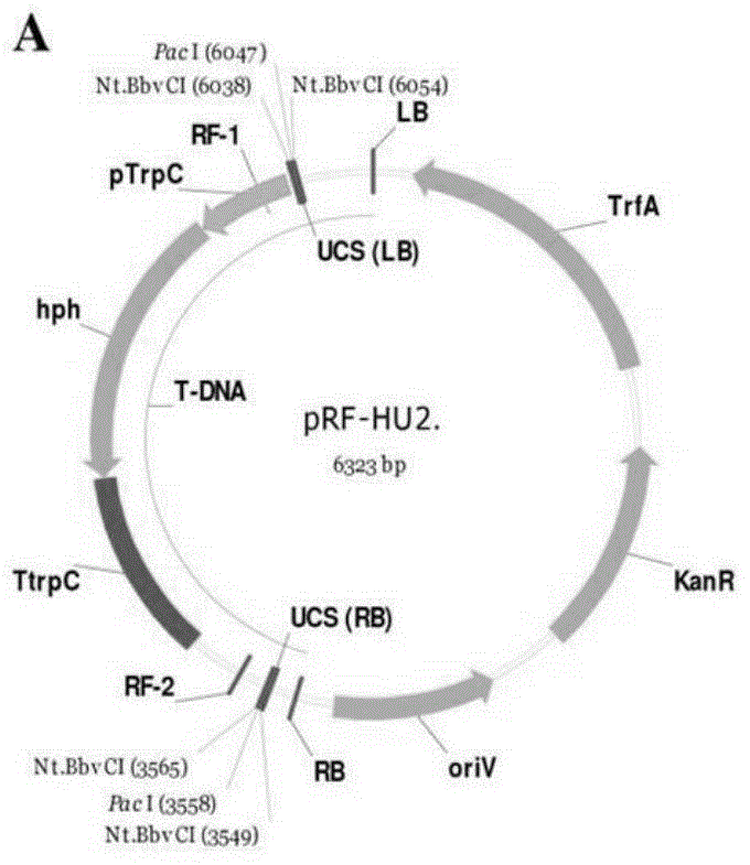 Use of verticillium dahliae pathogenicity associated protein VdpdaAl