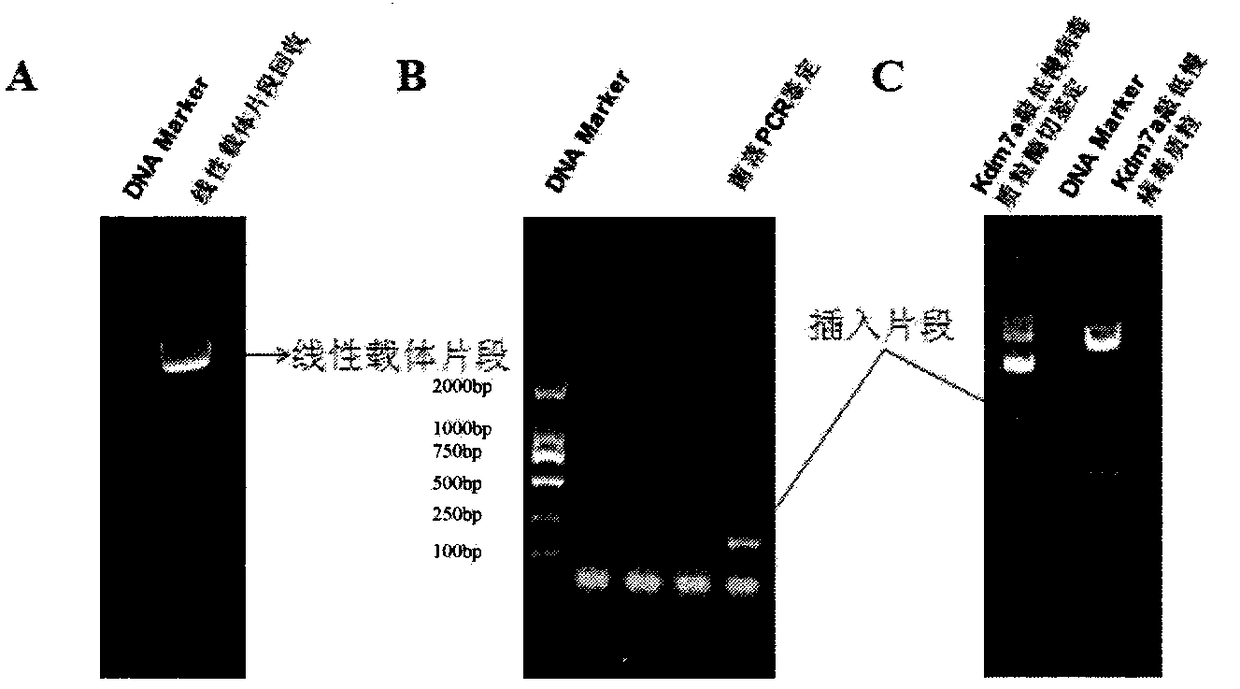 Construction of ShRNA lentiviral vector for targeted silencing of Kdm7a gene and application of shRNA lentiviral vector