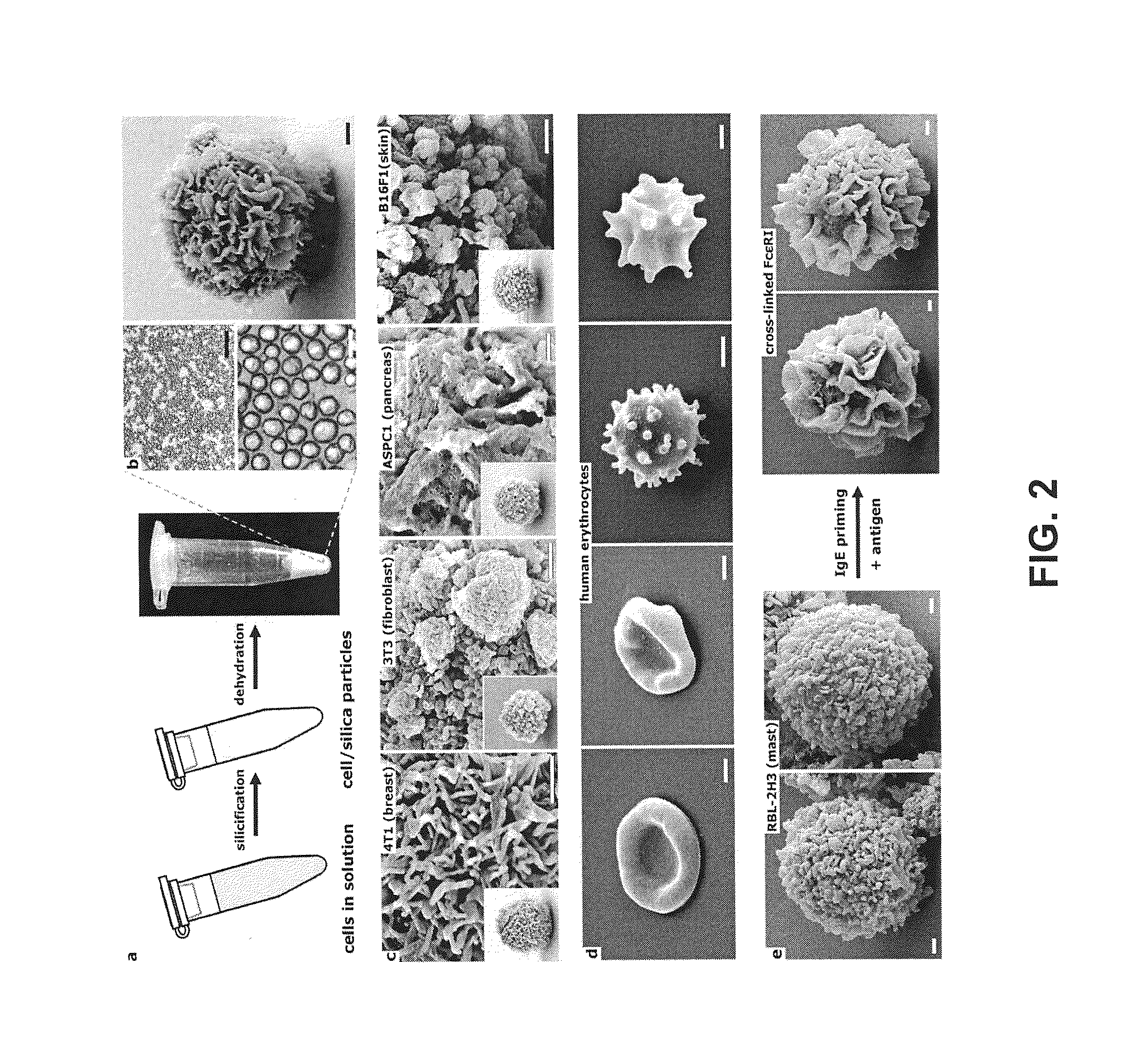 Cell-based composite materials with programmed structures and functions