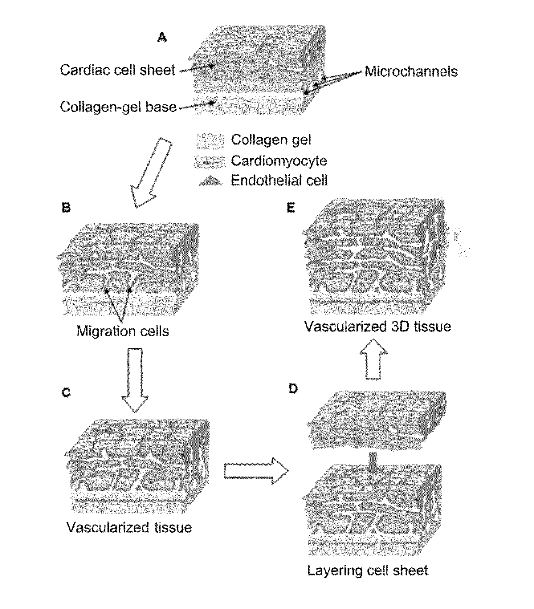 Method for manufacturing multilayered cell sheet, multilayered cell sheet having vascular network obtained thereby, and method of use thereof