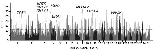 Gene chips, molecular probe combinations, kits and applications for analyzing sheep wool traits