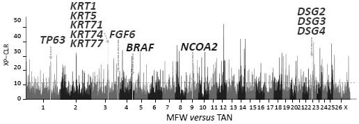 Gene chips, molecular probe combinations, kits and applications for analyzing sheep wool traits