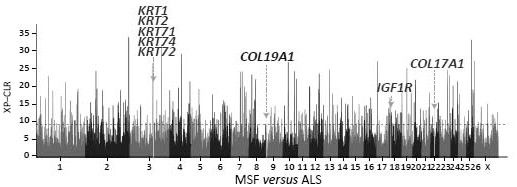 Gene chips, molecular probe combinations, kits and applications for analyzing sheep wool traits