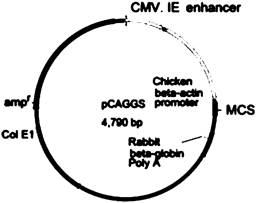 HVT (herpesvirus of turkey) live vector vaccine for expressing FAdV (fowl adenovirus)-4 penton protein as well as preparation and application of HVT live vector vaccine