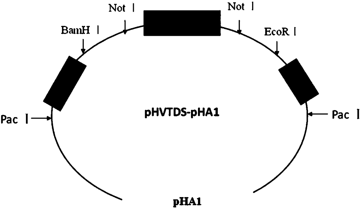 HVT (herpesvirus of turkey) live vector vaccine for expressing FAdV (fowl adenovirus)-4 penton protein as well as preparation and application of HVT live vector vaccine