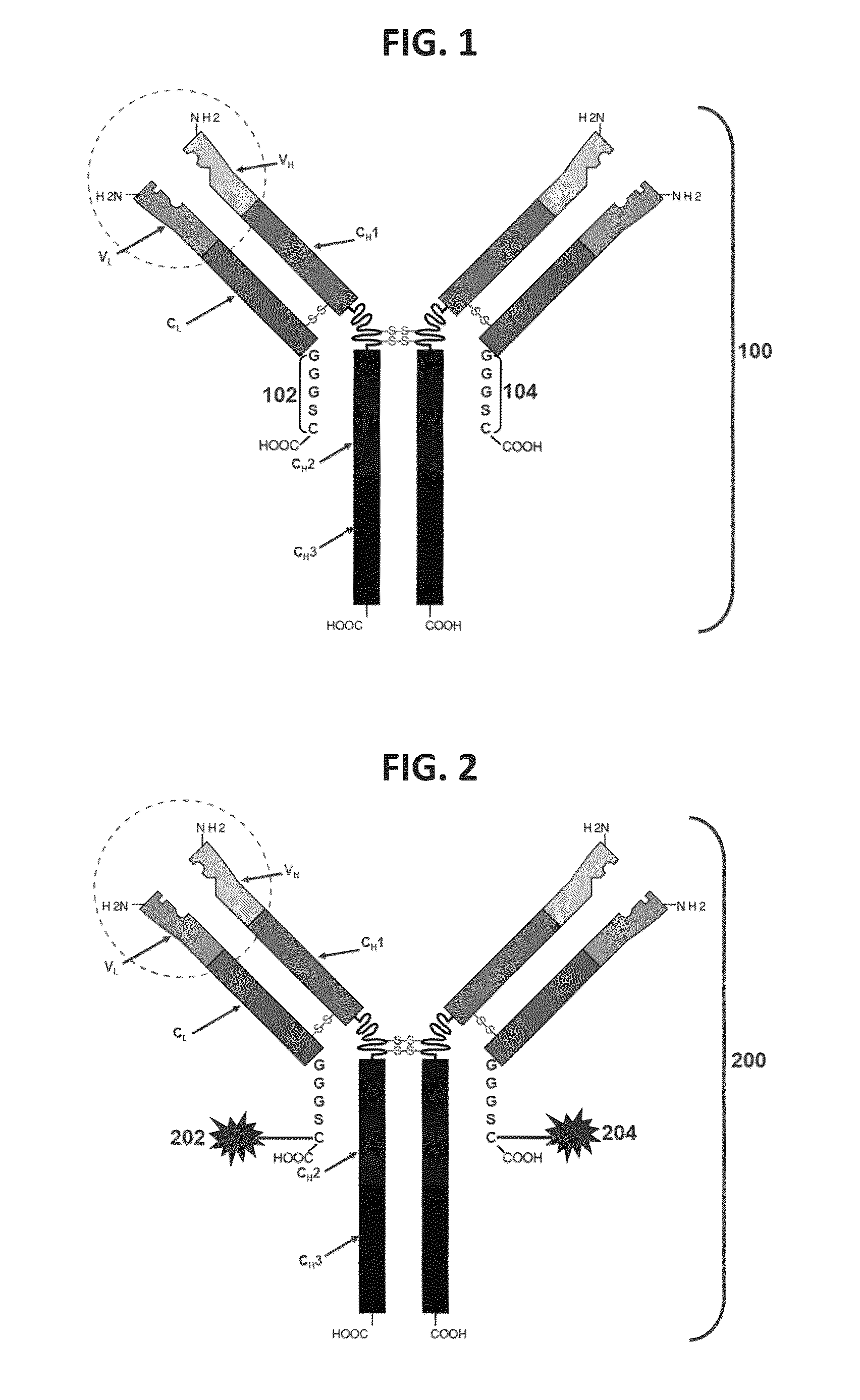 Antibodies comprising c-terminal light chain polypeptide extensions and conjugates and methods of use thereof