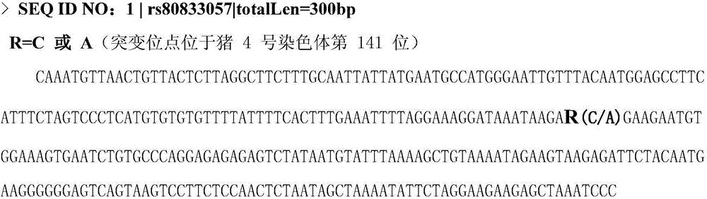 Single nucleotide polymorphism (SNP) molecular markers related to pig effective teat pair number traits and application